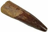 Fossil Spinosaurus Tooth - Real Dinosaur Tooth #310829-1